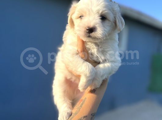 White Maltipoo görsel