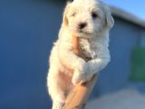 White Maltipoo