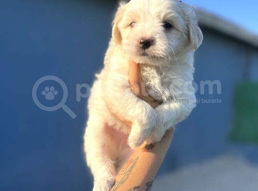 White Maltipoo görsel