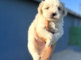 White Maltipoo