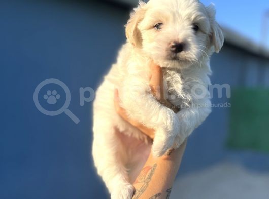 White Maltipoo görsel
