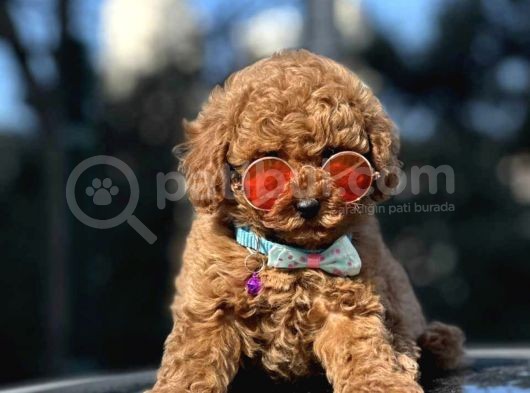 Orjinal Toy poodle yavrular