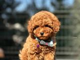 Orjinal Toy Poodle Yavrular