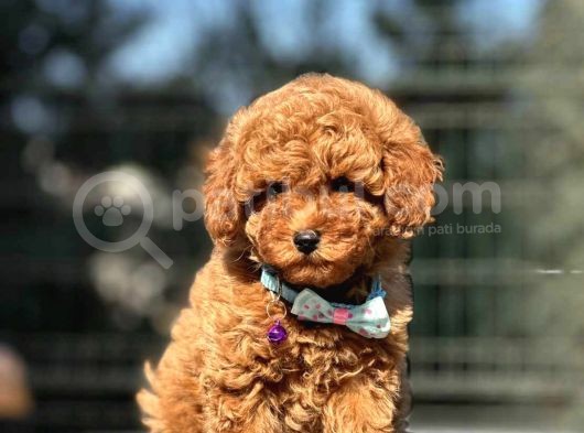 Orjinal Toy Poodle Yavrular görsel