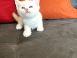 Beyaz-Golden Bri̇ti̇sh Yavrular