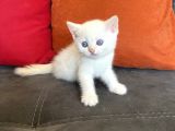 Beyaz-Golden Bri̇ti̇sh Yavrular