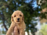 Apri̇cot Baby Poodle Yavrulari