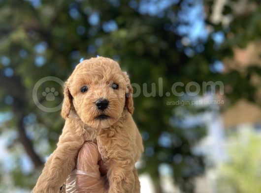 Apri̇cot Baby Poodle Yavrulari görsel