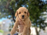 APRİCOT BABY POODLE YAVRULARI