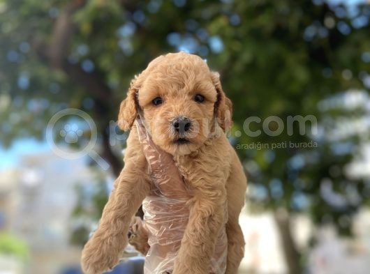 Apri̇cot Baby Poodle Yavrulari