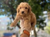 RED RENGİNDE MALTİPOO YAVRULARI
