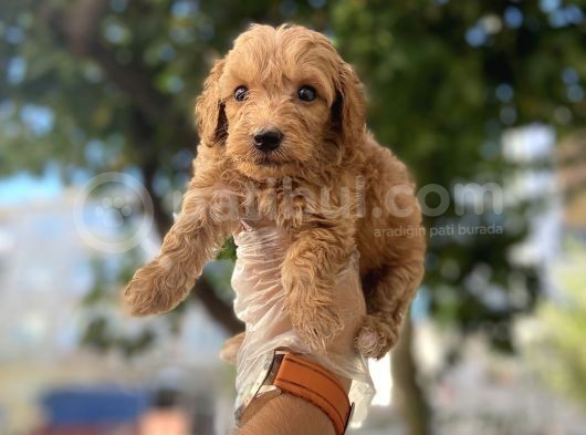 Red Rengi̇nde Malti̇poo Yavrulari
