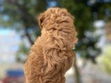 Red Rengi̇nde Malti̇poo Yavrulari