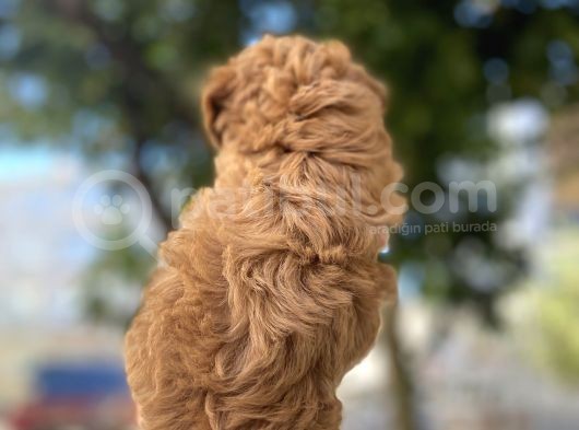 Red Rengi̇nde Malti̇poo Yavrulari görsel