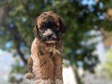 Özel Ve Nadi̇r Renk Poodle Yavrusu
