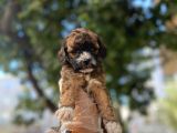 ÖZEL VE NADİR RENK POODLE YAVRUSU