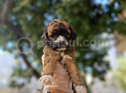 Özel Ve Nadi̇r Renk Poodle Yavrusu