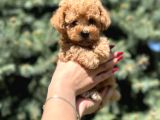 Birbirinden Güzel Toy Poodle Yavrular