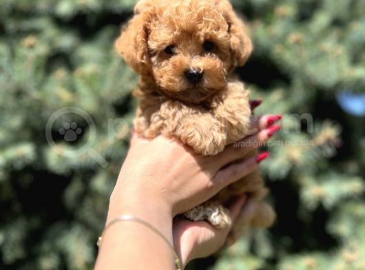 Birbirinden Güzel Toy Poodle Yavrular görsel
