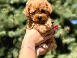 Birbirinden güzel Toy Poodle yavrular
