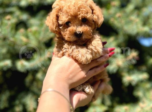 Birbirinden Güzel Toy Poodle Yavrular