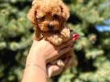 Birbirinden Güzel Toy Poodle Yavrular