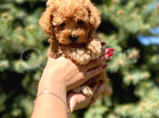 Birbirinden Güzel Toy Poodle Yavrular görsel