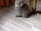British shorthair dişi yavru