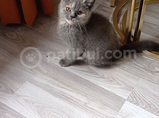 British Shorthair Dişi Yavru