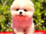 Teddy Bear Boo Yavrular
