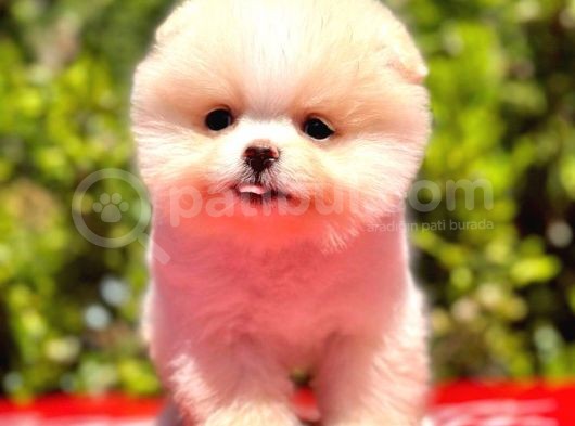 Teddy Bear Boo Yavrular görsel