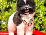 Mükemmel pomeranian boo yavrular
