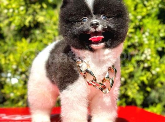 Mükemmel Pomeranian Boo Yavrular