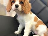 4 Aylık dişi  Cavalier King Charles Spaniel