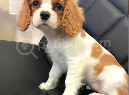 4 Aylık Dişi  Cavalier King Charles Spaniel