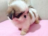 SAFKAN SHİH TZU YAVRULAR