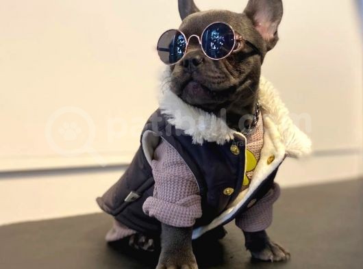Egzotik Bluefrench görsel