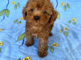 mini boy toy poodle oğlumuz