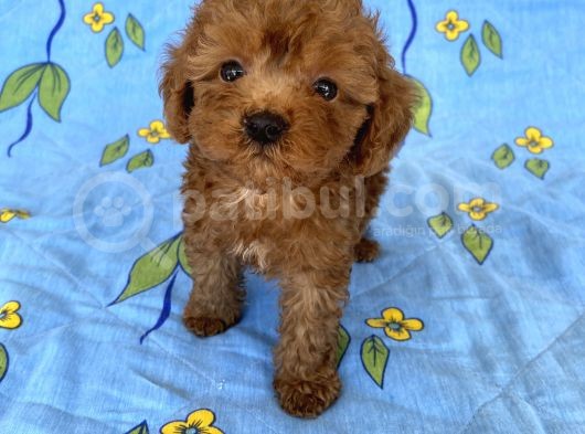 Mini Boy Toy Poodle Oğlumuz