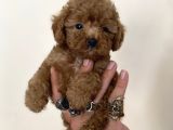 0 numara erkek red toy poodle oğlumuz