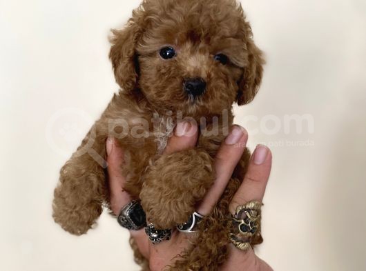 0 Numara Erkek Red Toy Poodle Oğlumuz
