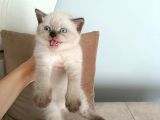 British Shorthair Chocolate Point