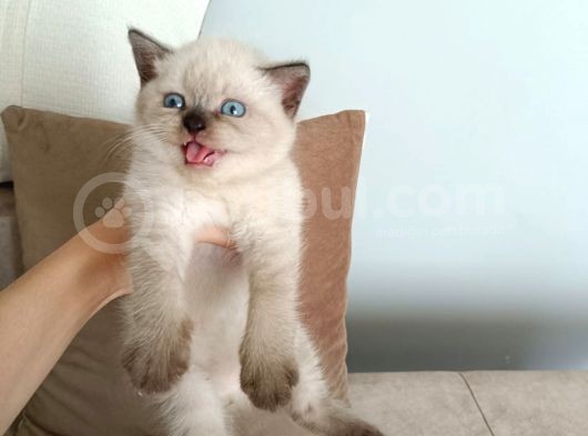 British Shorthair Chocolate Point