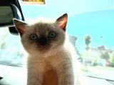 British Shorthair Chocolate Point