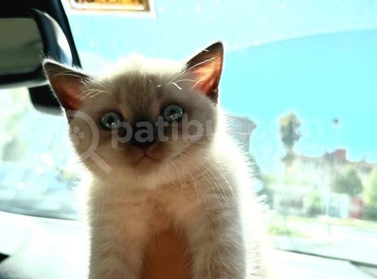 British Shorthair Chocolate Point görsel