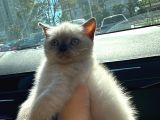 British Shorthair Chocolate Point