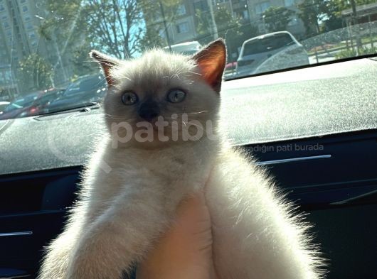 British Shorthair Chocolate Point görsel