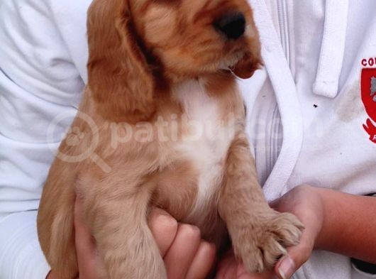 American Cocker Yavrularımız görsel