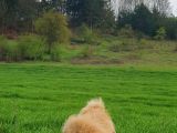 CHOW CHOW ÇİN ASLANI