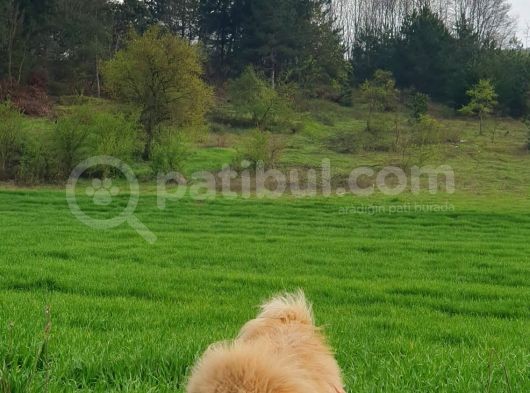Chow Chow Çi̇n Aslani